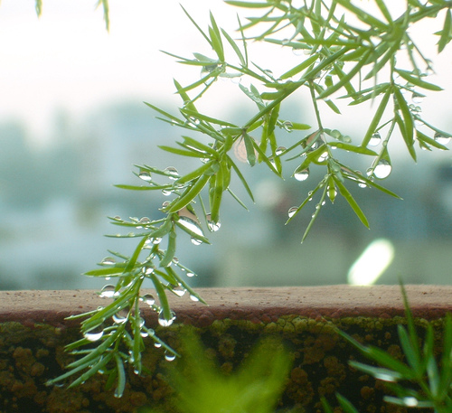 dew photo