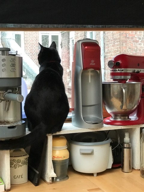 cat in kitchen