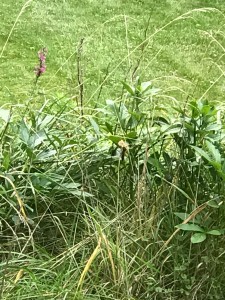 gardeningweeds1