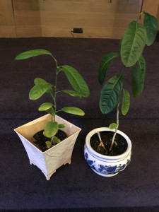 etrog3