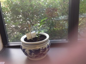 etrogplant small