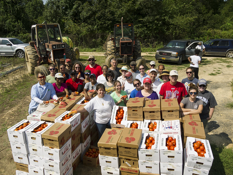 USDA Rural Development gave a boost to the 2017 Feds Feed Families by leading a gleaning expedition to Miller's Farms in Clinton, Maryland August 25. Thirty USDA employees gathered tomatoes under the leadership of Assistant to the Secretary Anne Hazlett. USDA photo by Steve Thompson.