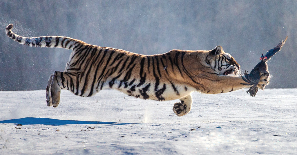 tiger
