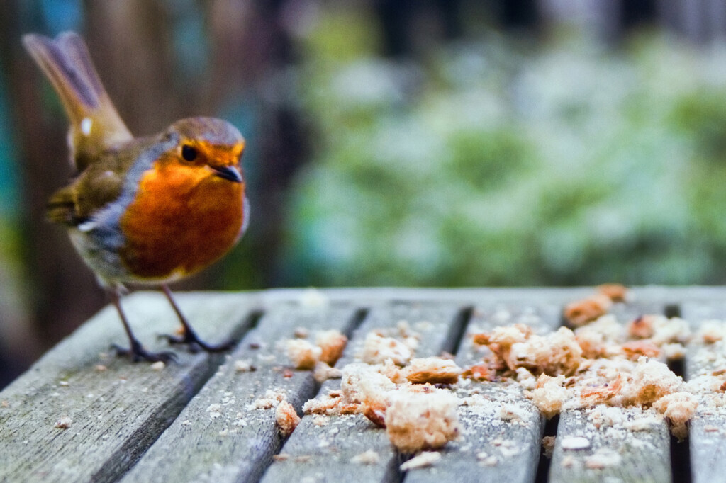 bird