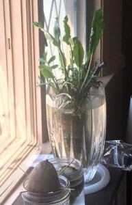 Jerilyn's horseradish